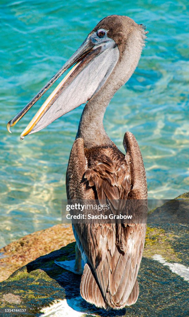 Galapagos Pelican