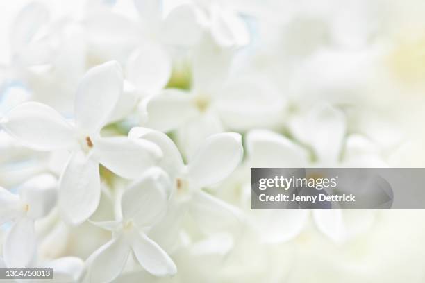 white lilac - white lilac stock pictures, royalty-free photos & images