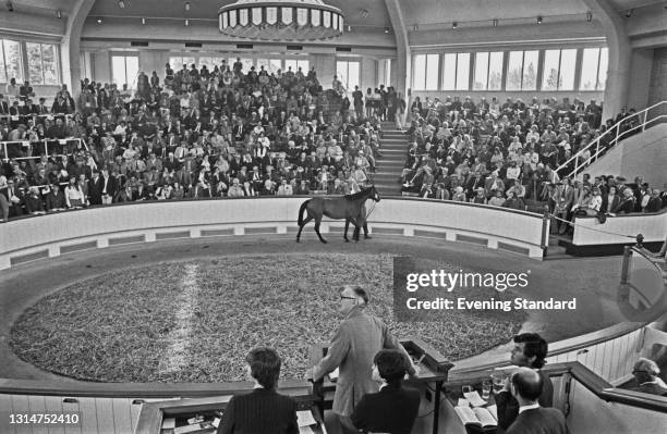 Horse circles the sales ring at Tattersalls auction house in Newmarket, UK, 16th July 1974.