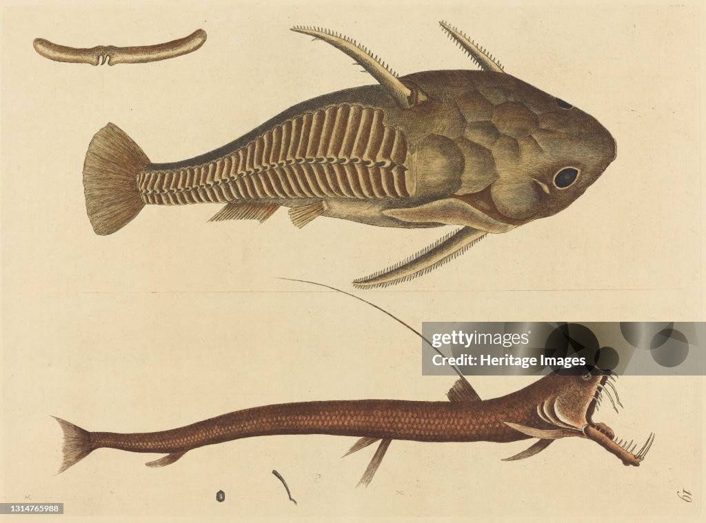 The Viper-Mouth (Silurus Cataphractus)