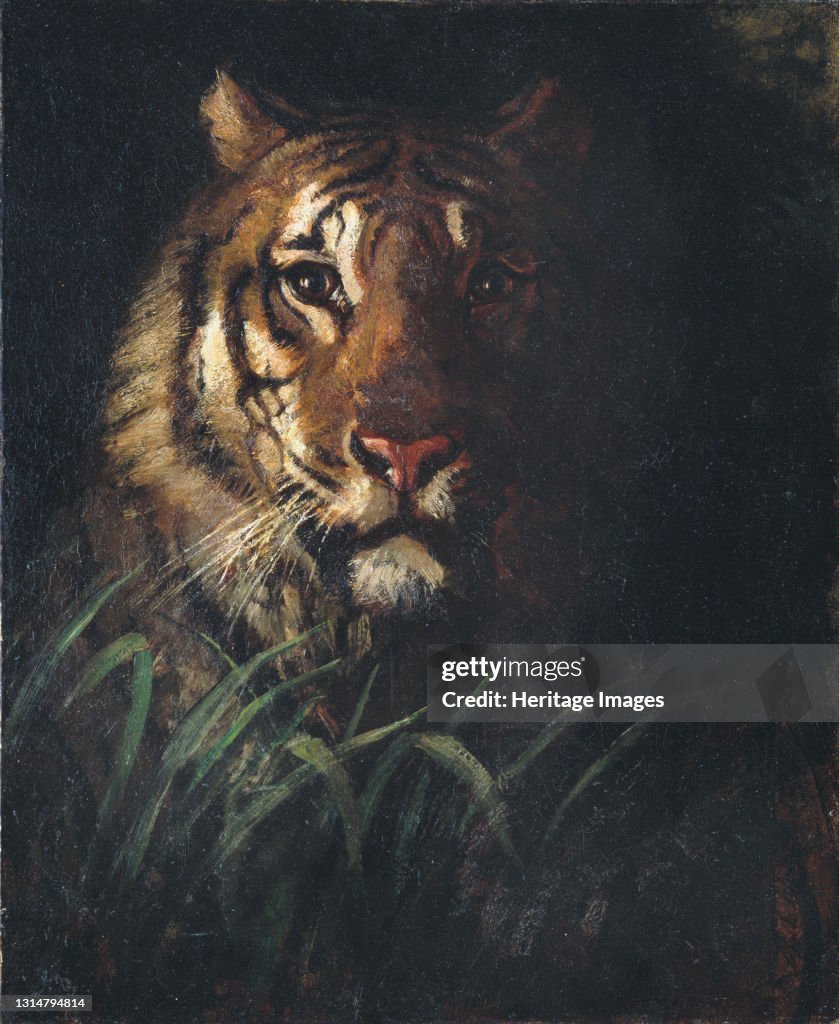 Tigers Head,