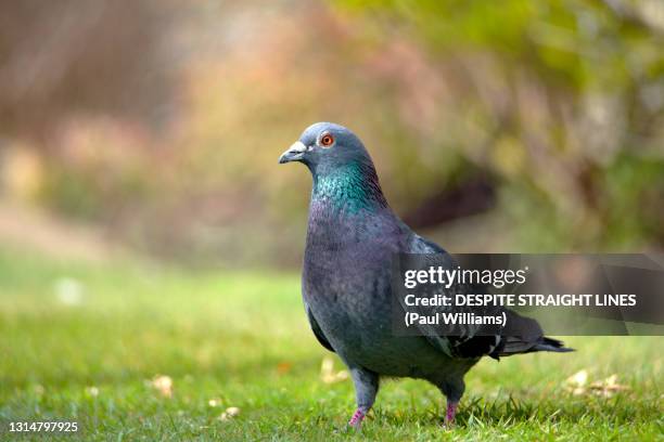 feral pigeon (columba livia) - pigeon stock pictures, royalty-free photos & images