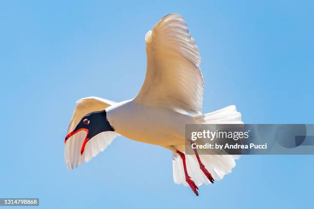 seagull, leigh-on-sea, essex, united kingdom - a flock of seagulls stock pictures, royalty-free photos & images