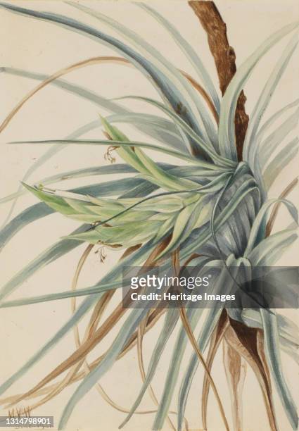 Wild Pineapple , 1921. Artist Mary Vaux Walcott.