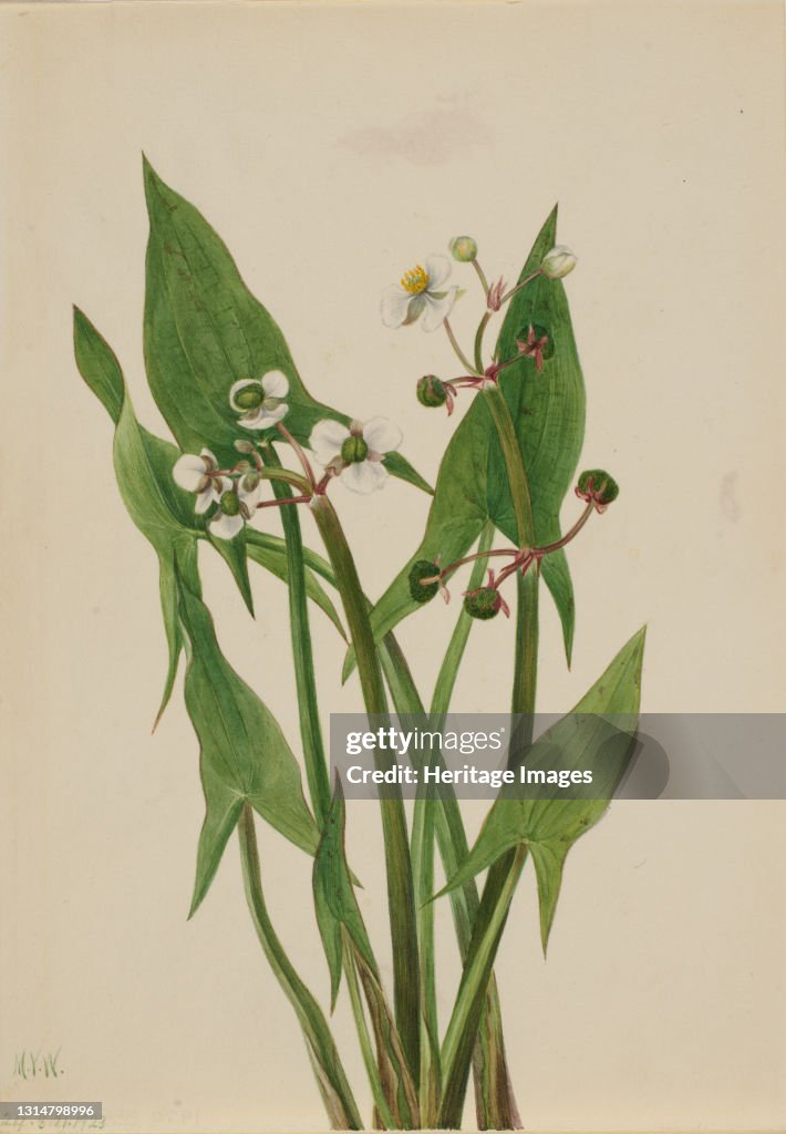Arum Arrowhead (Sagittaria Cuneata)