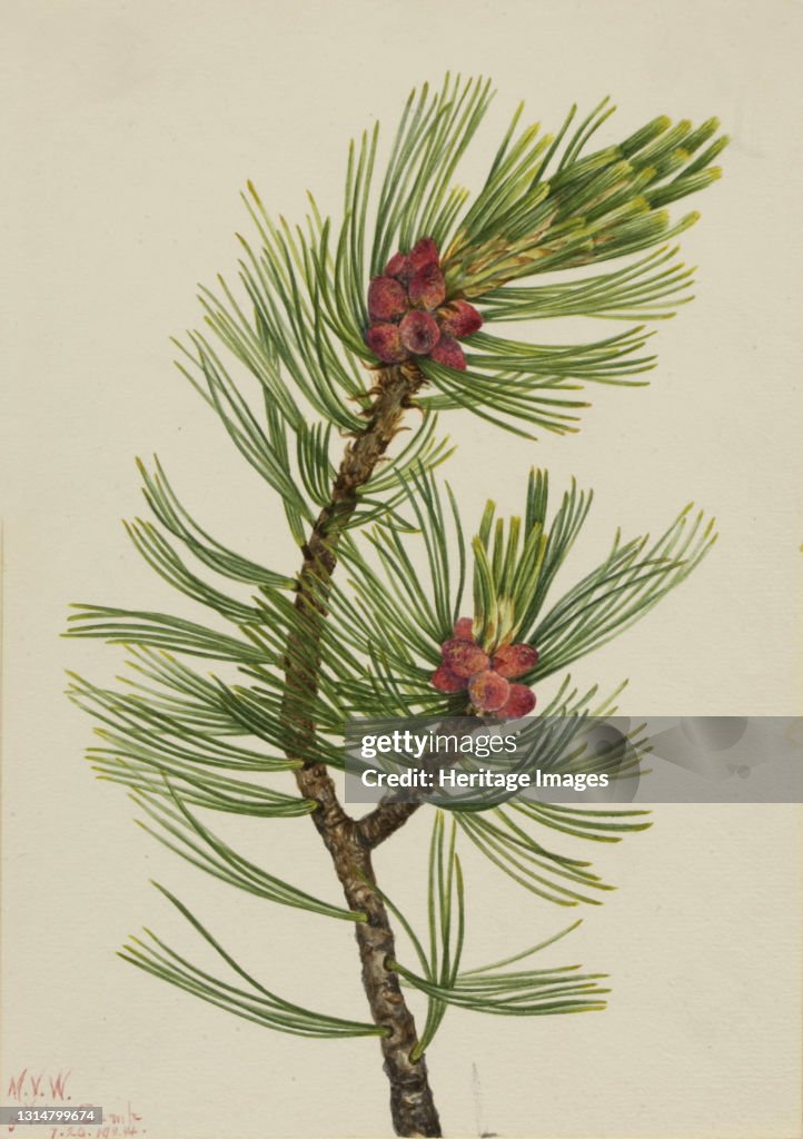 Whitebark Pine (Pinus Albicaulis)