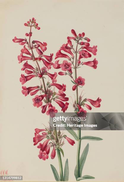 Parry's Penstemon , 1927. Artist Mary Vaux Walcott.