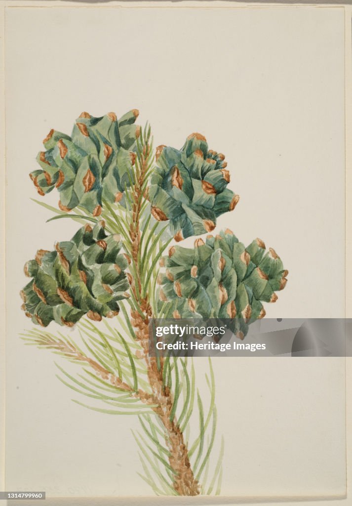 Single-Leaf Pine (Pinus Monophylla)