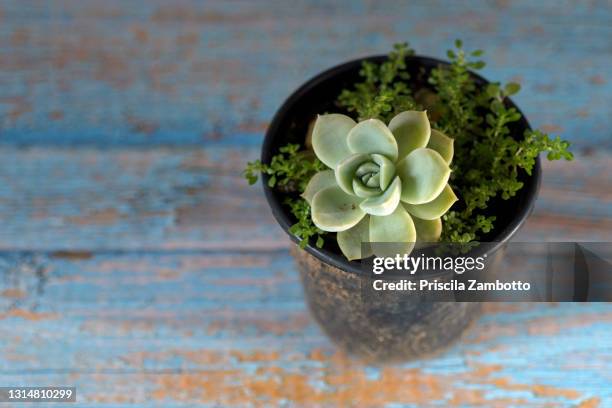 succulent plant - flower pot overhead stock pictures, royalty-free photos & images