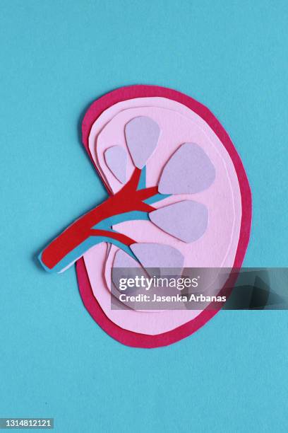 kidney - kidney organ stock pictures, royalty-free photos & images