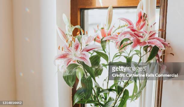 a bunch of pink lillies sitting on a windowsill - lily of the valley stockfoto's en -beelden
