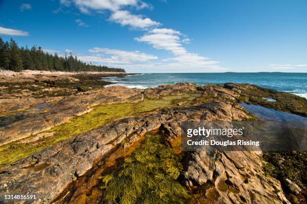 wonderland trail - acadia national park - maine - acadia national park stock pictures, royalty-free photos & images