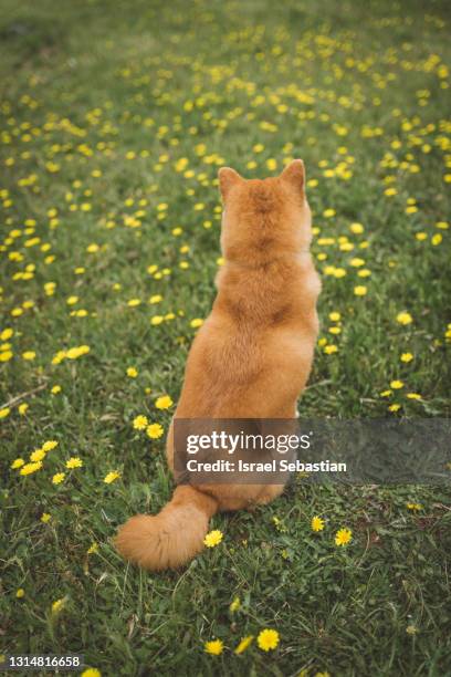 back view of a shiba inu dog sitting on a field of yellow flowers. - hairy back stock pictures, royalty-free photos & images