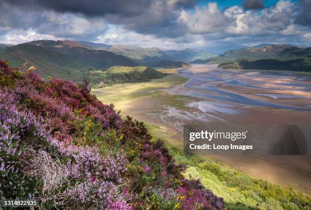 Snowdonia Spring 210 Snowdonia Flowers Stock Photos, High-Res Pictures, and Images ...