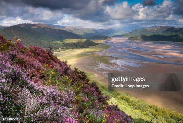 The Mawddach Estuary and purple heather in summer in Snowdonia.