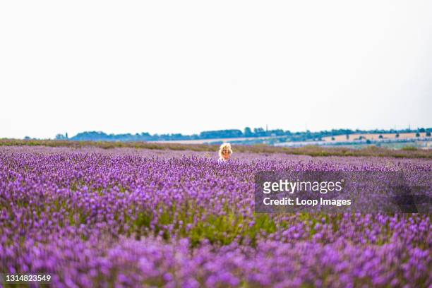 Little girl among the Hitchin lavender fields.