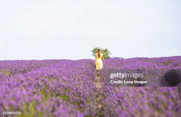 Little girl in a yellow dress walking among the Hitchin lavender fields.