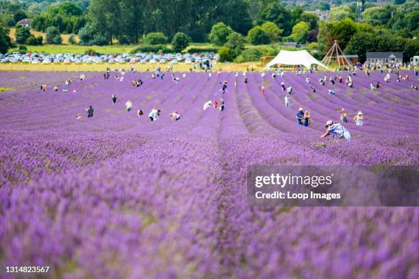 People picking fresh lavender in Hitchin fields.