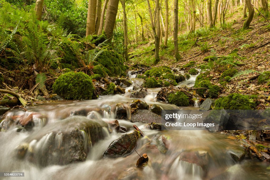 A stream in autumn running through woodland in Withy Combe in Exmoor National Park