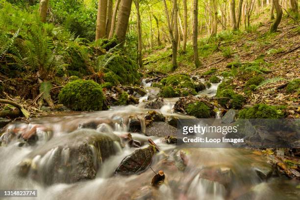 Stream in autumn running through woodland in Withy Combe in Exmoor National Park.