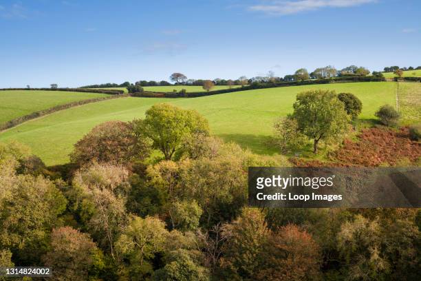 An autumnal view of a woodland on a hillside in Exmoor National Park near Porlock in Somerset.