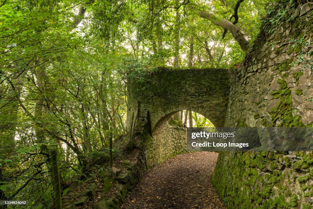 The tunnels in Yearnor Wood along the South West Coast Path in Exmoor National Park