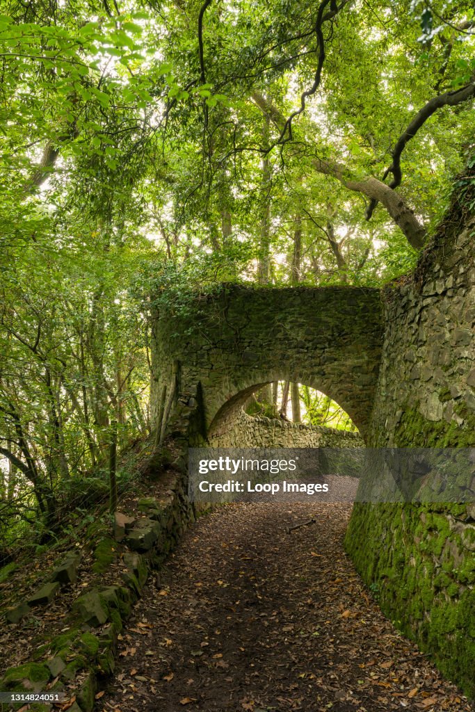 The tunnels in Yearnor Wood along the South West Coast Path in Exmoor National Park