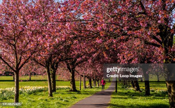 The cherry blossom is in full bloom in the Stray Park in the centre of Harrogate while very few people are seen around due to the lockdown.