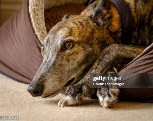 Greyhound lying in its bed.