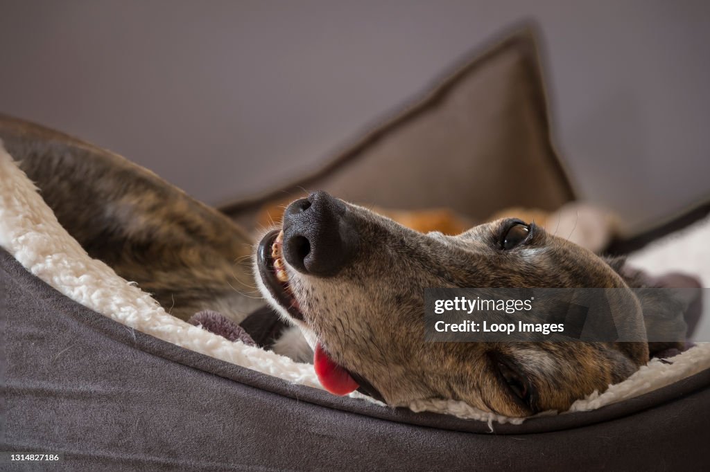 A greyhound dog lies dozing in its bed