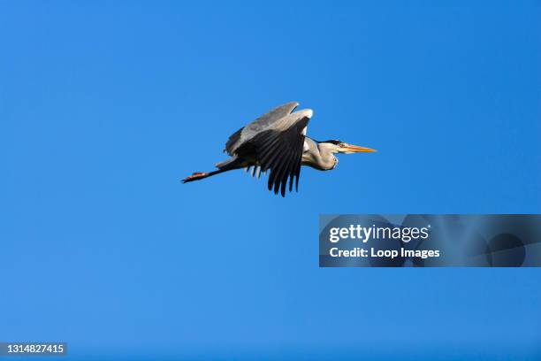 Grey Heron in flight.