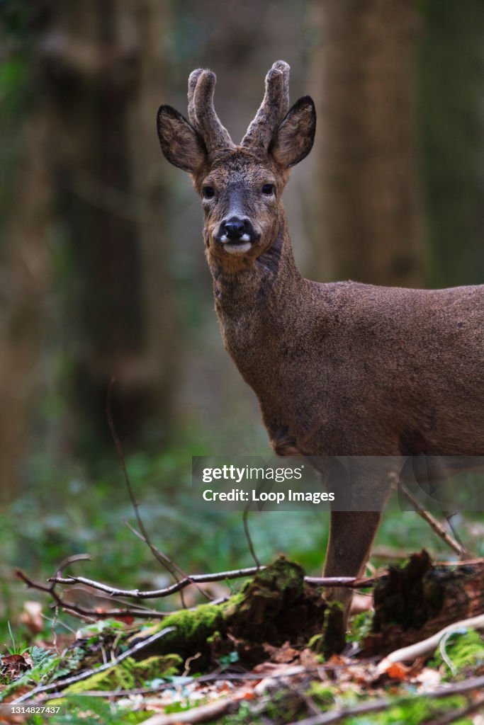 A lone Roe Deer buck in its Winter coat