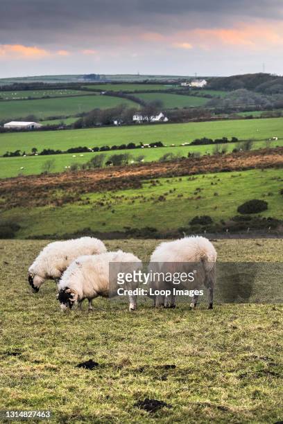Sheep grazing in a field on Bodmin Moor in Cornwall.