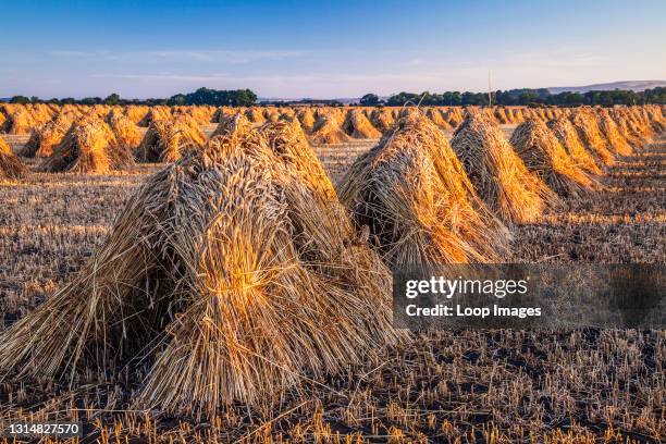 Stook Definition Stooks Photos and Premium High Res Pictures - Getty Images