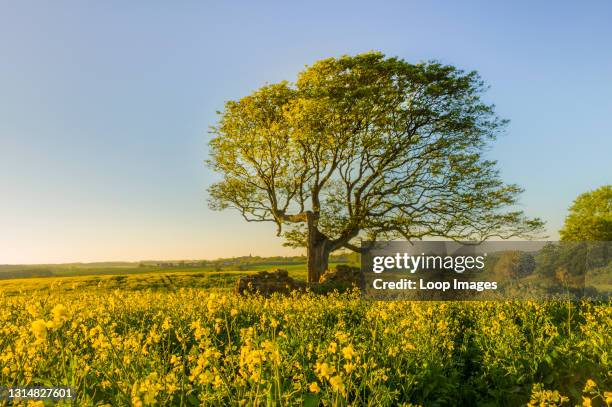Rapre Tree 8,298 Rape Tree Stock Photos, High-Res Pictures, and Images - Getty Images