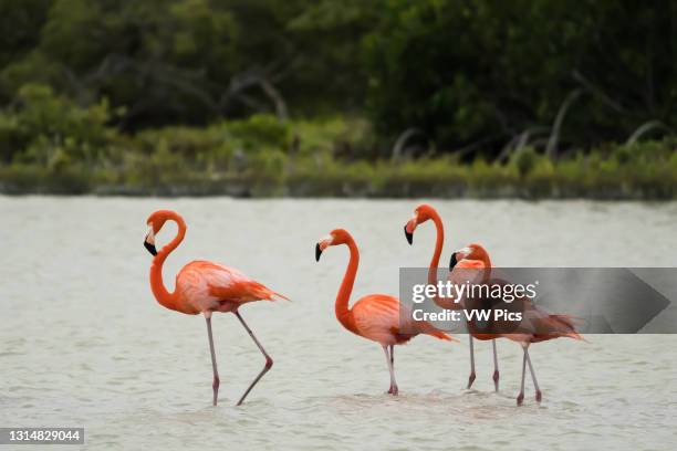 American Flamingos, Phoenicopterus ruber, in the marine estuary at the Ria Lagartos Biosphere Reserve, a UNESCO World Biosphere Reserve in Yucatan,...