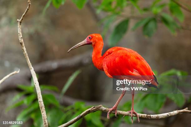 The Scarlet Ibis Photos And Premium High Res Pictures Getty Images the-scarlet-ibis-photos-and-premium-high-res-pictures-getty-images