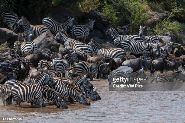 Grant's zebras and Eastern white-bearded wildebeest crossing the Mara river, Masai Mara National Reserve, Kenya..