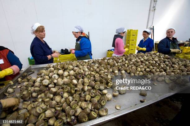 Apulia. Brindisi. San Pietro Vernotico. Luxitalia Industrial Processing of Artichokes.