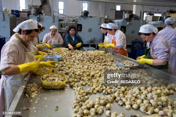 Apulia. Brindisi. San Vito Dei Normanni. Greek Industry Artichoke Processing.