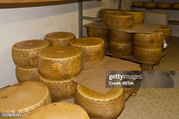 Franceschi Cheese Factory. Grana Padano cheese. Borgoricco. Veneto. Italy. Europe.