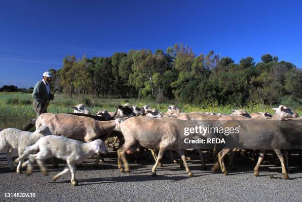 Flock of sheep. Road to Is Aruttas. Sinis. Sardinia. Italy.