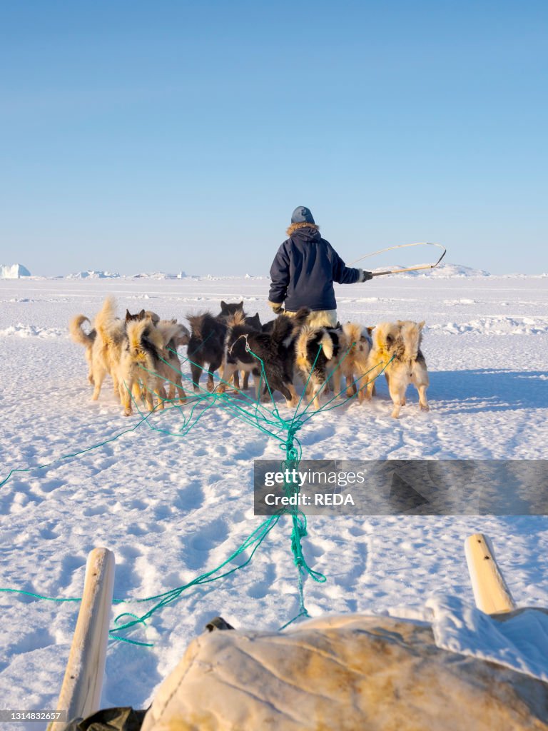 Sled dogs are guided through difficult terrain. Inuit hunter wearing traditional trousers and boots made from polar bear fur on the sea ice of the Melville Bay near Kullorsuaq in North Greenland. North America. danish teritorry