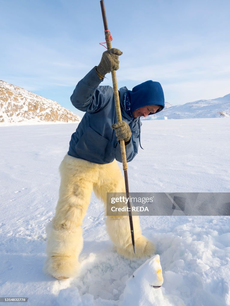 Harvesting a seal from a trap underneath the sea ice. Inuit hunter wearing traditional trousers and boots made from polar bear fur. Melville Bay near Kullorsuaq in North Greenland. North America. danish teritorry
