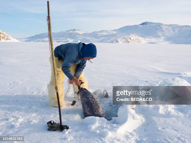 Harvesting a seal from a trap underneath the sea ice. Inuit hunter wearing traditional trousers and boots made from polar bear fur. Melville Bay near...