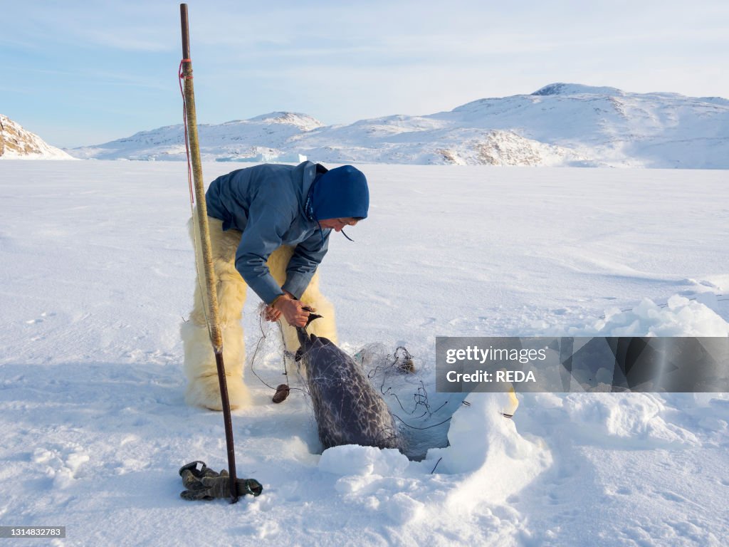 Harvesting a seal from a trap underneath the sea ice. Inuit hunter wearing traditional trousers and boots made from polar bear fur. Melville Bay near Kullorsuaq in North Greenland. North America. danish teritorry
