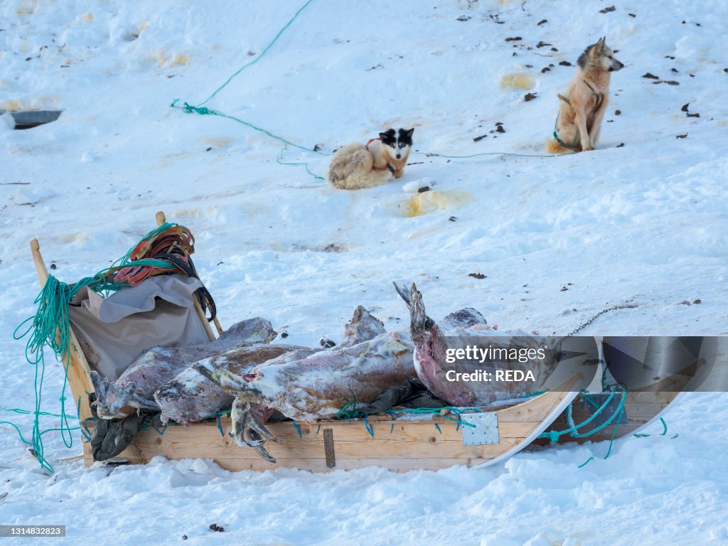 Hunted and skinned seals. The traditional and remote greenlandic inuit village Kullorsuaq. Melville Bay. part of Baffin Bay. America. North America. Greenland. Danish territory