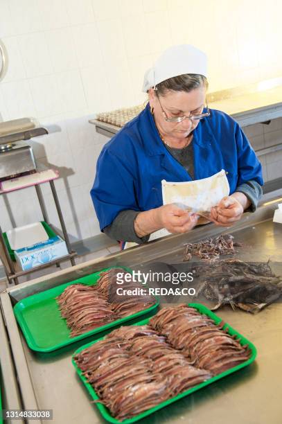 Preparation of salted anchovies in the fishing village of Cetara. Campania. Italy.