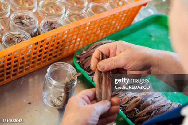 Preparation of salted anchovies in the fishing village of Cetara. Campania. Italy.