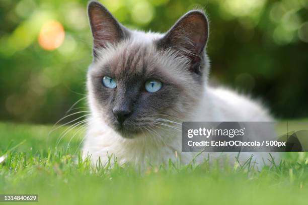 close-up portrait of cat on grass,france - siamese cat stock pictures, royalty-free photos & images